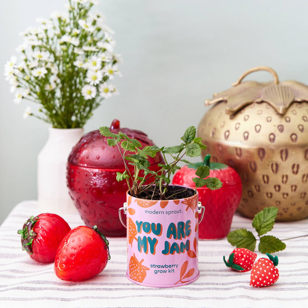 Complimentary Color Grow Kits: You are My Jam Modern Sprout Complimentary Color Grow Kits: You are My Jam Bonjour Fete - Party Supplies