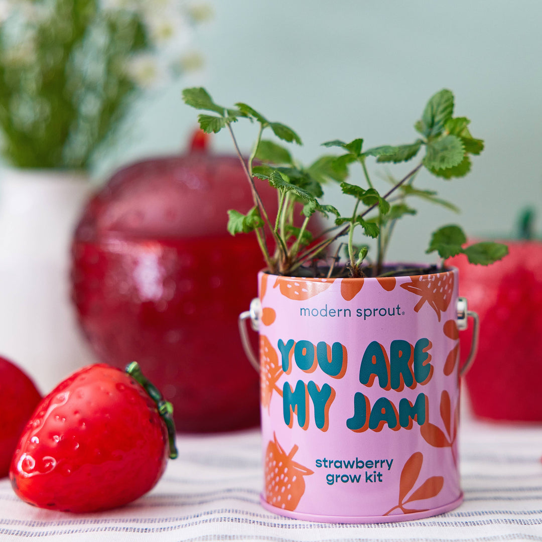 Complimentary Color Grow Kits: You are My Jam Modern Sprout Complimentary Color Grow Kits: You are My Jam Bonjour Fete - Party Supplies